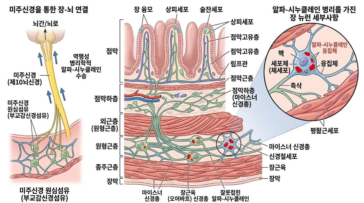 장 신경계(ENS) 확대도